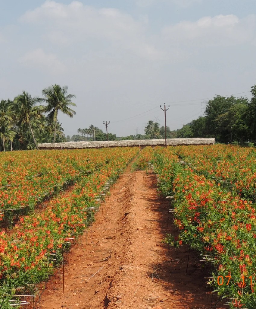 Gloriosa Farm