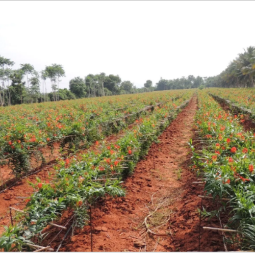 Gloriosa Seed Farming