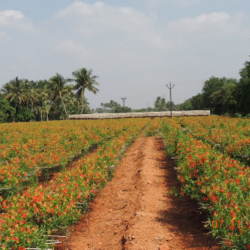 Gloriosa Seed Farm