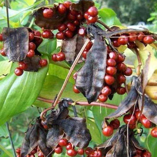 Gloriosa Superba Seed