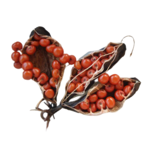 Gloriosa Superba Seed