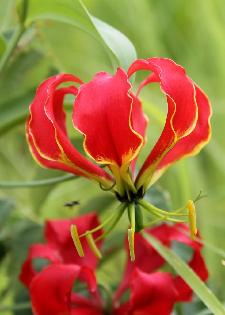 Gloriosa Superba Flower